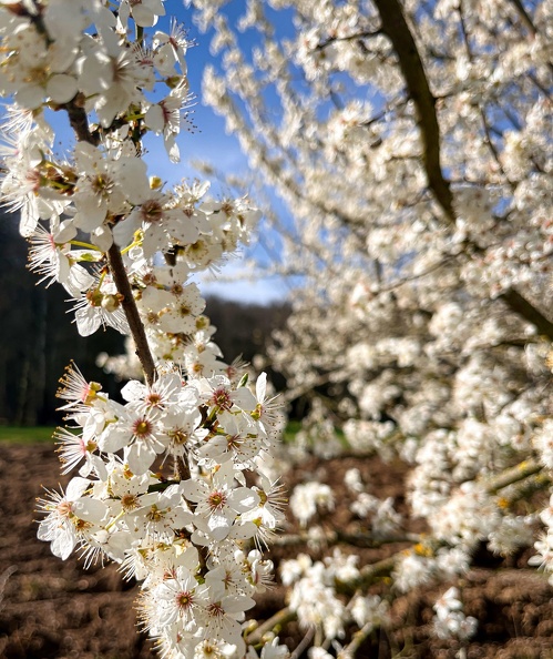 23-03-17 10-40-30 4880.jpeg